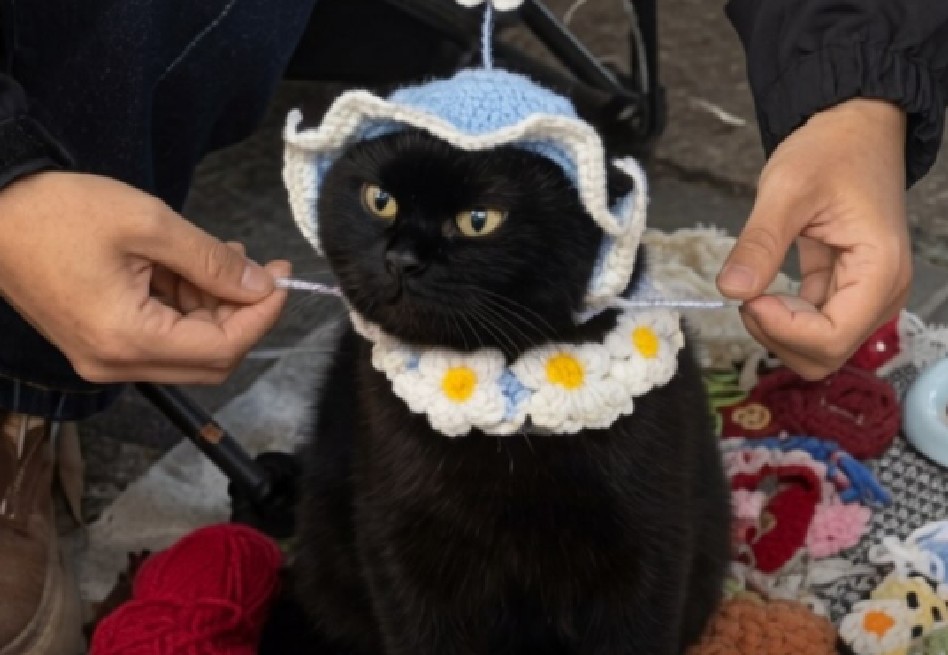 Un detalle de los gorros y collares hechos a mano que el felino modela diariamente con paciencia absoluta.