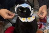 Gato negro modela gorros tejidos por su dueña y se vuelve viral en redes sociales