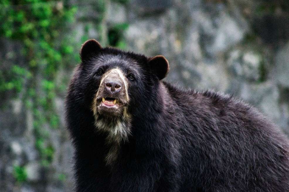 El oso Andino o "Tremarctos ornatus".