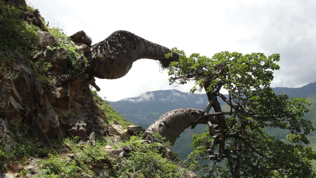 La ceiba barrigona es un árbol endémico que se encuentra en Santander.