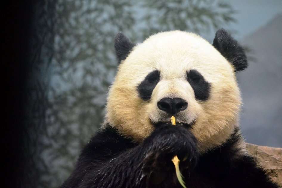 Menos del 5% de pandas machos en cautiverio pueden aparearse. / angela n. - Flirck