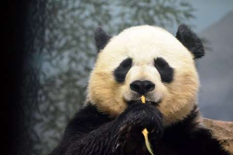 Usan “porno para pandas” para estimular su libido
