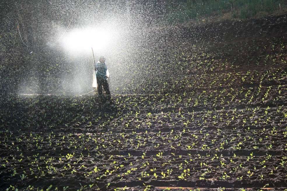 Según un estudio de Nature, para el año 2000 el 44% de la población se pudo alimentar gracias a los fertilizantes de nitrógeno.