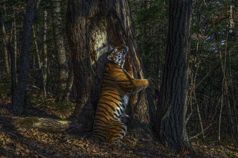 "The Embrace", ganadora en la categoría Animales y su Ambiente, y ganadora absoluta de la competencia.