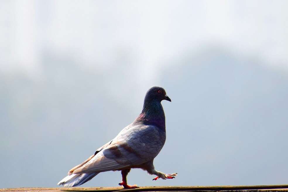 Palomas