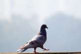 ¿Cómo alejar a las palomas de mi balcón, tejado o ventanas?