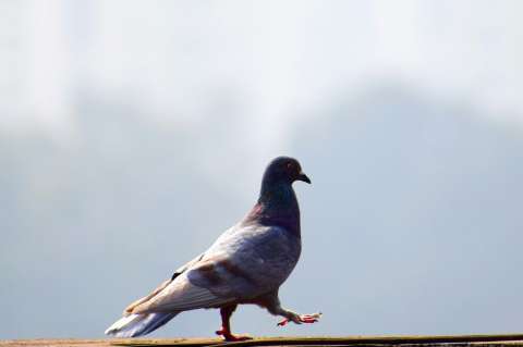 ¿Cómo alejar a las palomas de mi balcón, tejado o ventanas?