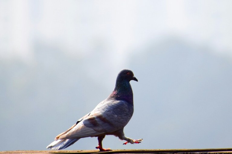 ¿Cómo alejar a las palomas de mi balcón, tejado o ventanas?