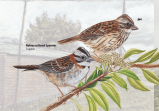 Guía de aves Bogotá 2025: hay 240 especies ocultas como tesoros citadinos
