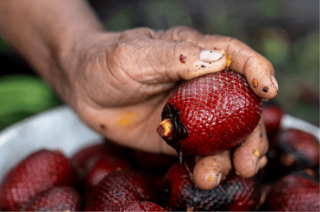 La canangucha es el fruto de la palma Mauritia flexuosa.