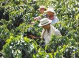 La agricultura impulsa las exportaciones: café y carne lideran el crecimiento