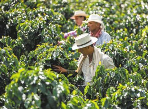 Producción, exportaciones y altos precios: así cierra el negocio cafetero el 2024