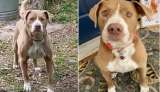 Compró casa y encontró un perro atado en el patio: ahora es parte de su familia