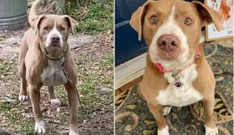 Compró casa y encontró un perro atado en el patio: ahora es parte de su familia