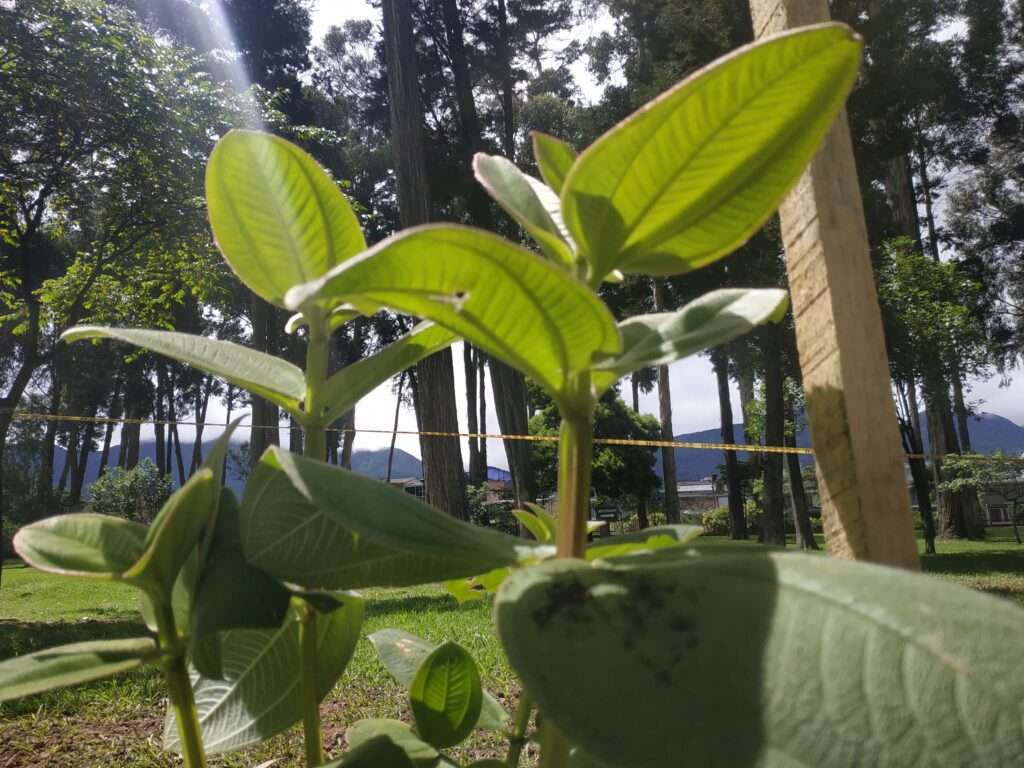 Se plantaron árboles de tipopino, romerón, nogal, sauco, guamo, caballero de la noche y chicalá rosado.