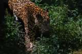 Aprender a vivir con el jaguar, un reto para conservar esta especie en Colombia