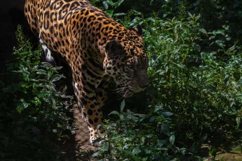 Así es como comunidades de los Llanos del Yarí protegen el corredor del jaguar en el Caquetá