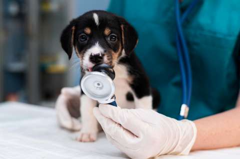 Medicamento para artritis canina es vinculado a enfermedades y muertes repentinas