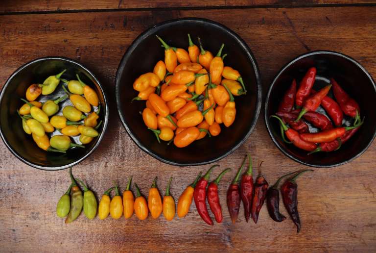 (Ají). Este encuentro espera promover los alimentos que tradicionalmente son consumidos en las comunidades indígenas.