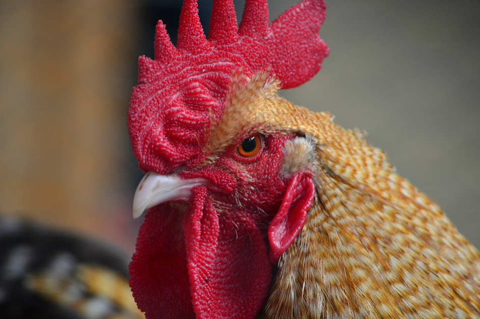Pixabay Ilustración