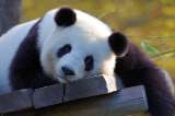 Fotos: oso panda, más de 5 dedos, embarazos cortos y otras curiosidades