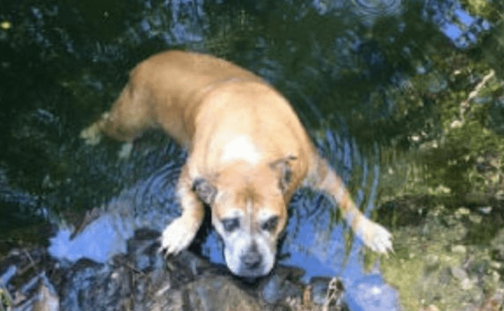 Esta es la canina encontrada en una reserva natural en Australia.