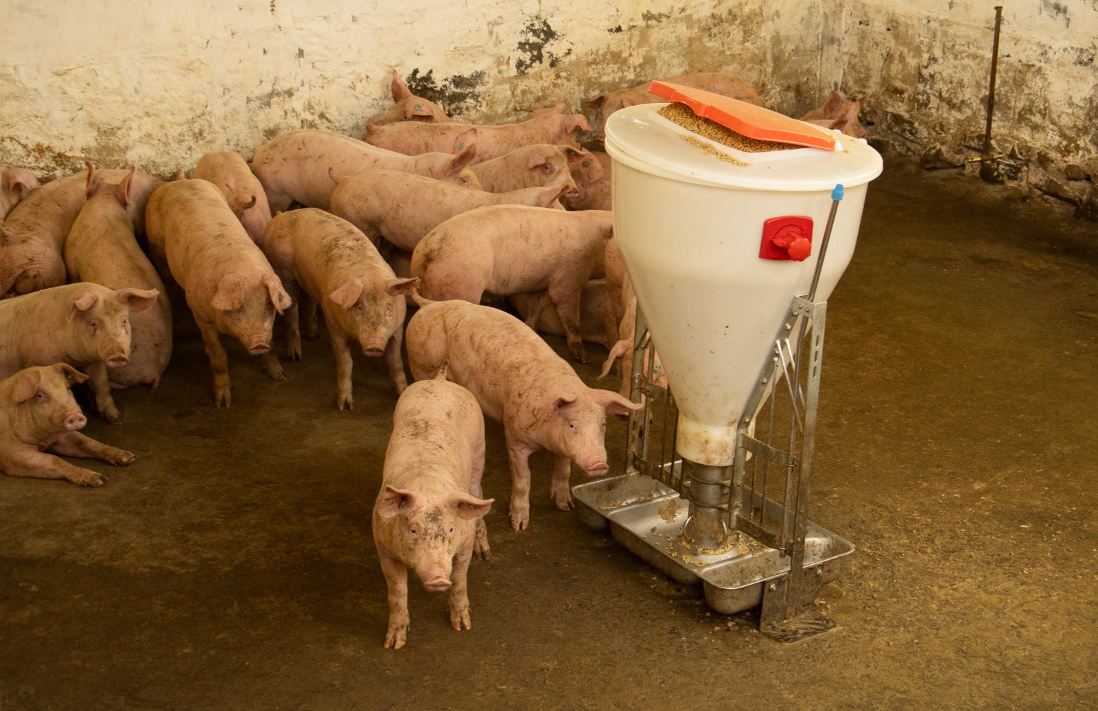Suspenden actividad porcícola en San Antonio del Tequendama por mal manejo de residuos