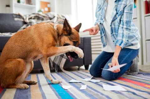 ¿Cómo regañar correctamente a tu perro? 6 consejos para hacerlo