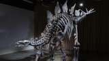 El esqueleto del dinosaurio más caro de la historia será expuesto en museo en Nueva York