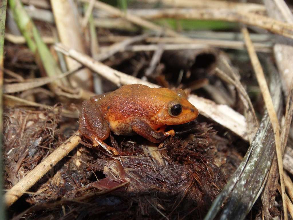 Las dos nuevas especies fueron nombradas como 'Pristimantis regadatore' y 'Pristimantis cantorcaelestis'.