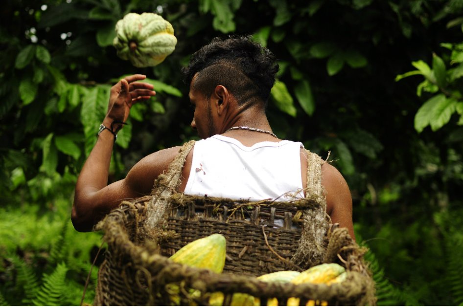 Imagen del documental “Un chocolate para la paz”, de estreno en Colombia la próxima semana. / Cortesía