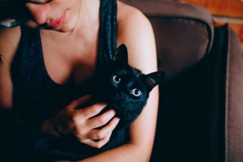 Gatos: las verdaderas razones por las que ronronean los gatos y no lo sabías