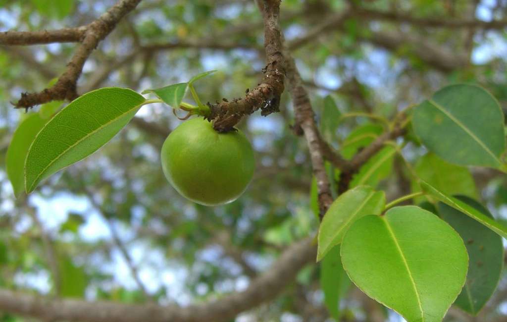 Manzanillo de la muerte