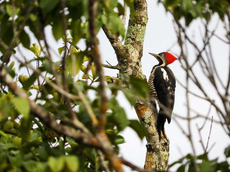Con 1.566 especies registradas, Colombia ocupó nuevamente el primer lugar mundial en el Global Big Day.
