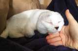 Otitis, el gato sin orejas que enternece en las redes