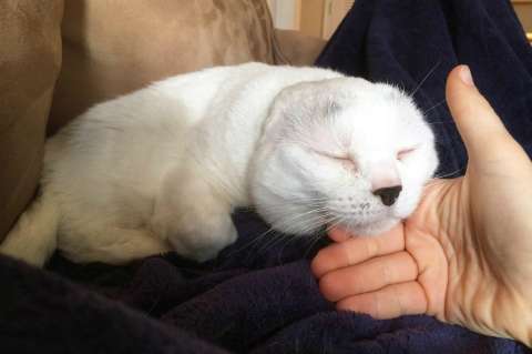 Otitis, el gato sin orejas que enternece en las redes