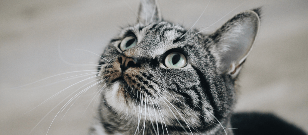 Razas de gato ¿cuál es la más común?