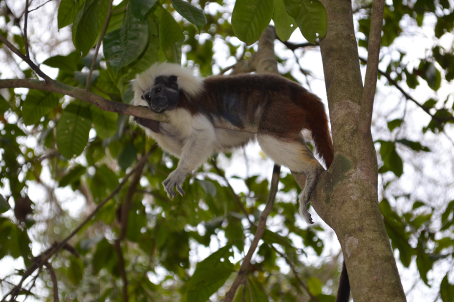Atlas de Primates