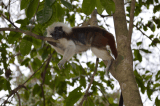 Las tres especies de primates más amenazadas en Colombia