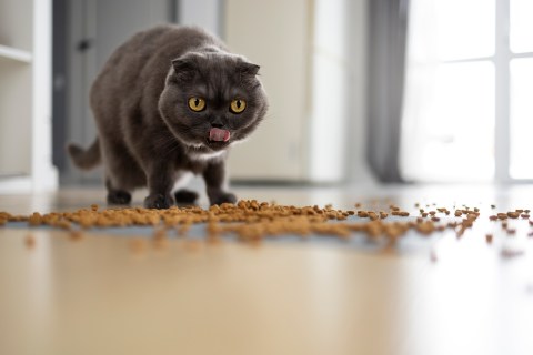 Así se debe guardar la comida para gatos correctamente para que no se dañe
