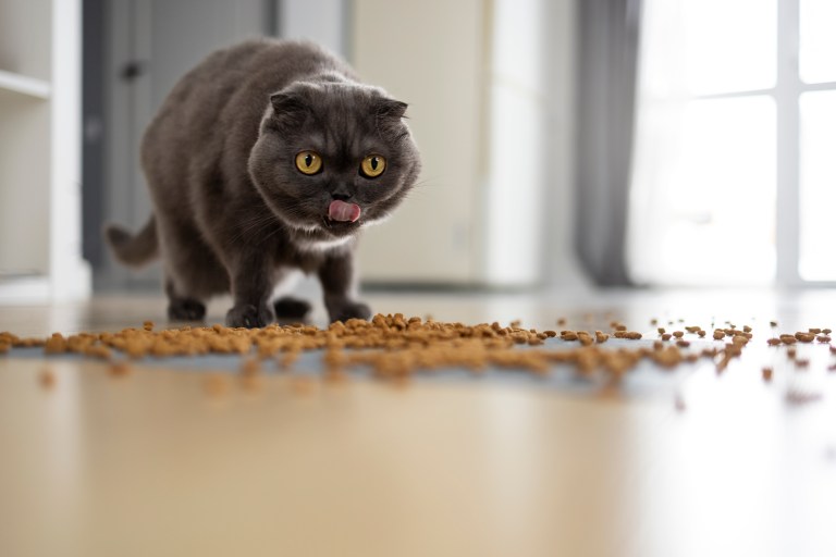 Así se debe guardar la comida para gatos correctamente para que no se dañe