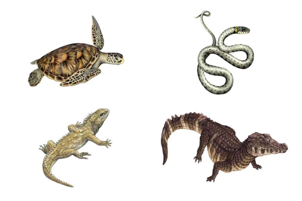 Colombia es el cuarto país con mayor biodiversidad de reptiles. / Cortesía Instituto Humboldt