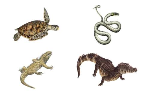Estos son los reptiles más amenazados del país