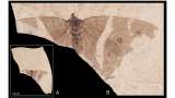 Un fósil de hace más de 28 millones de años revela la mariposa emperador más antigua