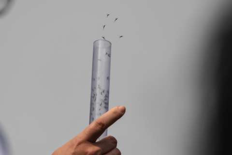 EE.UU. combatirá el dengue con 750 millones de mosquitos modificados genéticamente