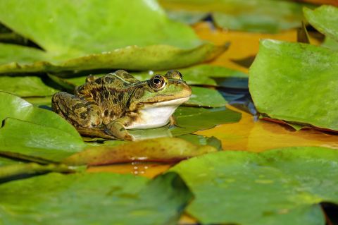 Descubren nuevas especies de rana en Perú
