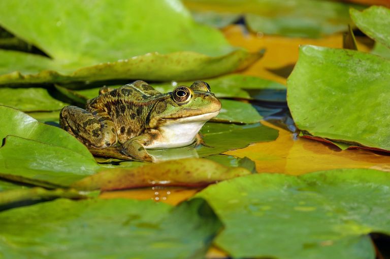 Descubren nuevas especies de rana en Perú