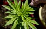 Alcalde de Ciudad de México, listo para impulsar uso médico de la marihuana