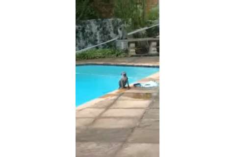 Insólita ‘invasión’ de monos a vivienda en Sudáfrica para refrescarse del intenso calor