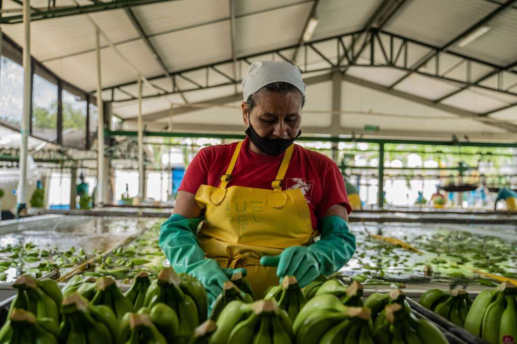 Una mujer revisa bananos en una plantación en Apartadó, Antioquia.
